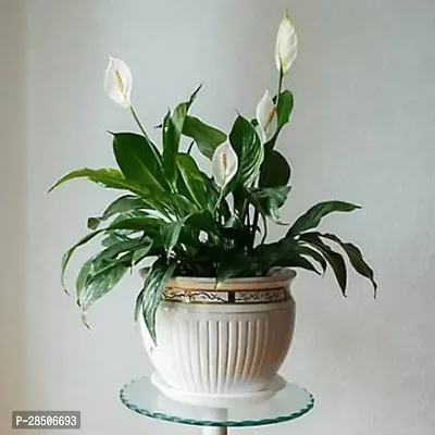 Peace Lily Plant  peace lily Plant  05