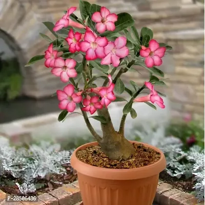 Adenium Plant  Adenium Plant  15-thumb0