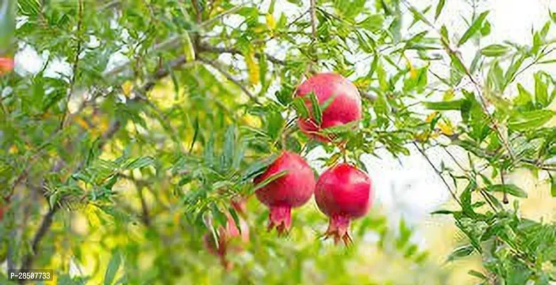 Pomegranate Plant  Bedana Plant heaven01-thumb0