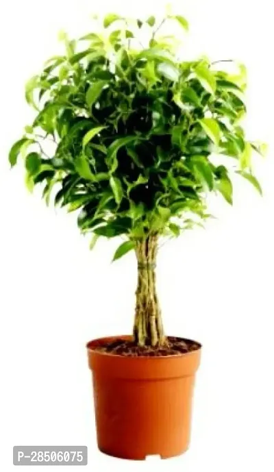 Ficus Plant  Ficus Black Plant  benjamina   Ficus Black Live Plant  with Pot-thumb0