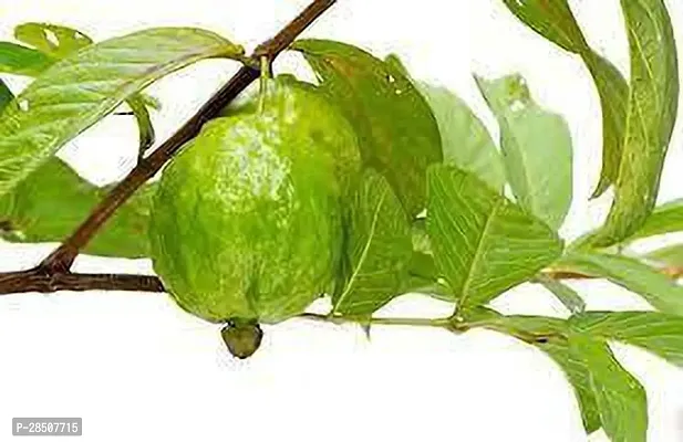 Guava Plant  Guava Plant heaven96