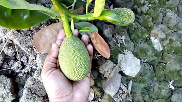 Jack Fruit Plant  Jackfruit KATHAL45-thumb1