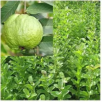 Earth Angels Guava Plant Guava Thailand Super Kiran Thai 7 Amrood Variety Fruit (Air layeredGrafted)PlantsTree(1-1.5 Ft Size)-thumb1