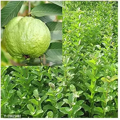 Earth Angels Guava Plant Guava Thailand Super Kiran Thai 7 Amrood Variety Fruit (Air layeredGrafted)PlantsTree(1-1.5 Ft Size)-thumb2