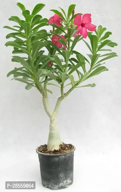 Earth Angels Adenium Plant RSP_73-thumb0