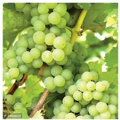 Earth Angels Grape Plant Badami Grape Plant For Outdoor Garden-thumb2