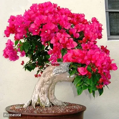 Bougainvillea Plant  Bougainvillea spectabilis READ-thumb0