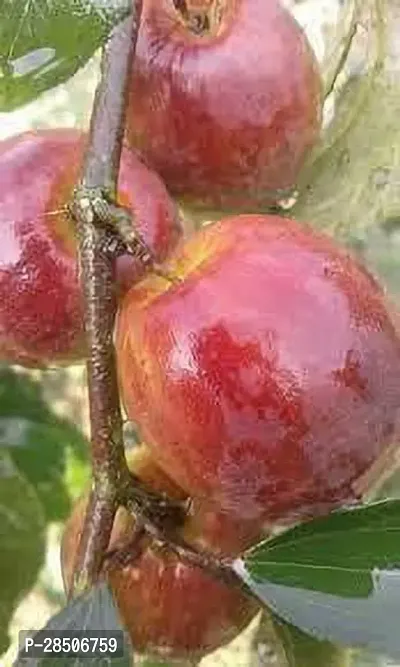 Ber Apple Plant  Sundari apple Ber Plant-thumb2