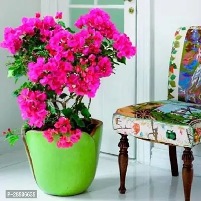 Bougainvillea Plant  bougainvillea Plant  8001-thumb0