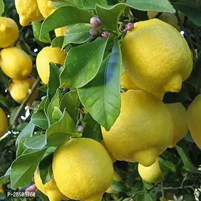 Lemon Plant  Live GANDHORAJ Lemon Plant  Huge Production 1 Healthy Seedling Plant-thumb0