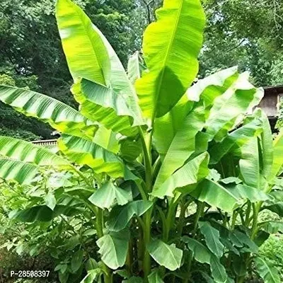 Banana Plant  Banana Plant kingdom187-thumb0