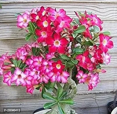 Adenium Plant  Adenium Plant kingdom91-thumb2