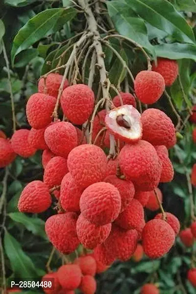 Litchi Plant  Deshi Variant Sweet Tasty Litchi Plant  Grafted-thumb0