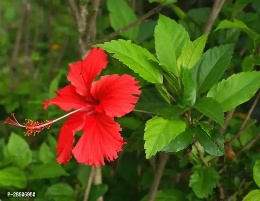 Hibiscus Plant  Red hibiscus-thumb0