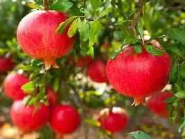 Pomegranate Plant  Ortel pomegranate Plant s-thumb1