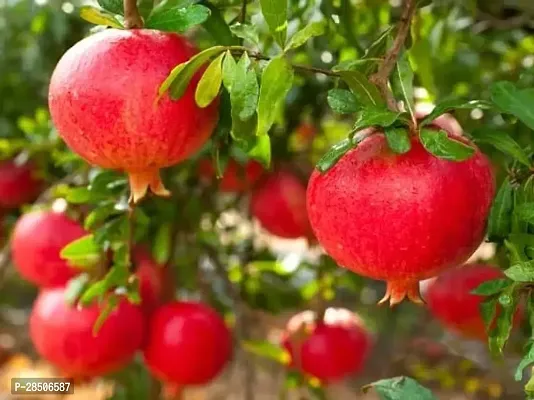 Pomegranate Plant  Ortel pomegranate Plant s-thumb2