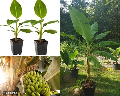 Banana Plant  Banana Pack 2 XPlant Quipo