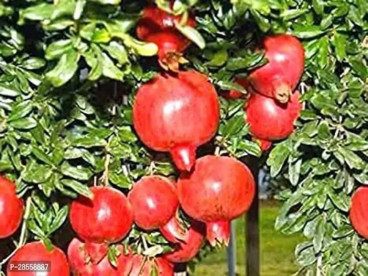 Earth Angels Pomegranate Plant DALIMPOMEGRANATE GRAFTED PLANT FC030-thumb0