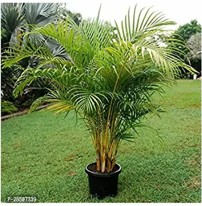 Areca Palm k101