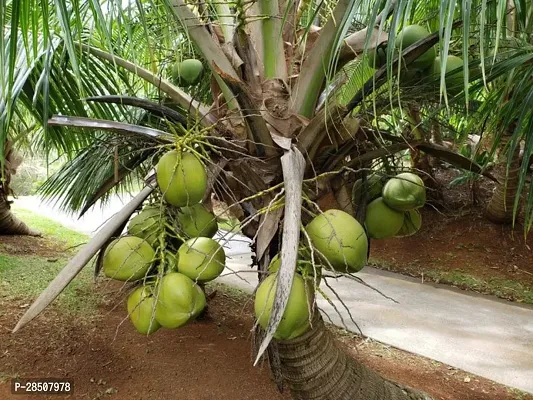 Coconut Plant  Coconut Plant heaven16-thumb0