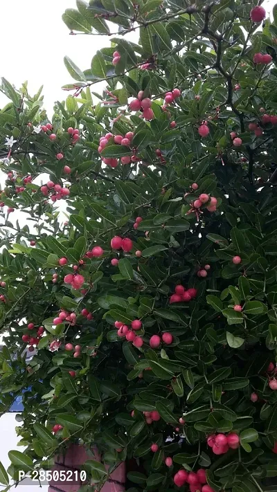 Cherry Fruit Plant  GRAFTED MUANGO INDIAN CHERRY Plant  Karonda Charandas-thumb0