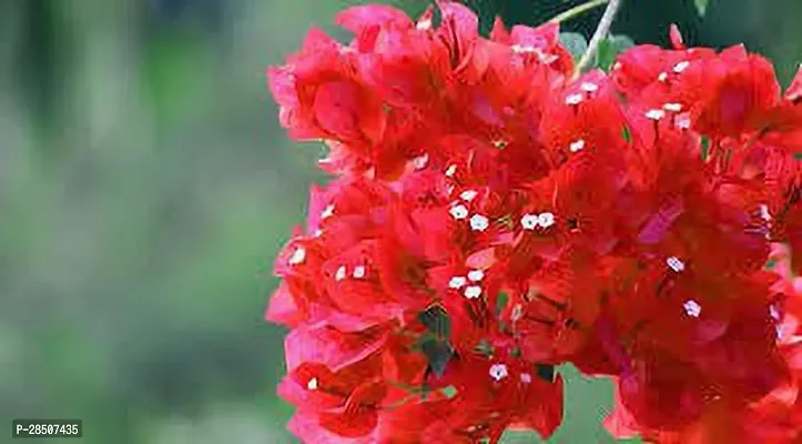 Bougainvillea Plant  bdb11