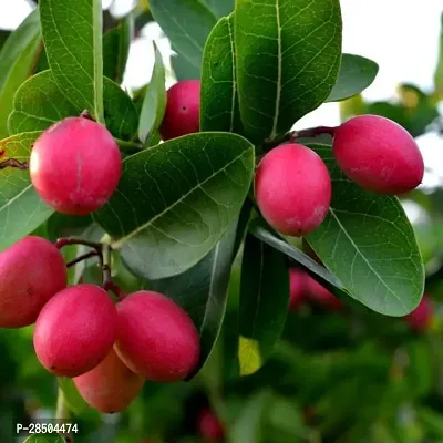 Cherry Fruit Plant  Barbadoge Cherry red Cherry-thumb0