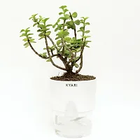 Jade Plant  Good luck Jade Live Plant   Bathroom  Balcony  Living area with Self Watering Pot-thumb2