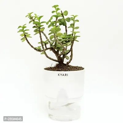 Jade Plant  Good luck Jade Live Plant   Bathroom  Balcony  Living area with Self Watering Pot-thumb3