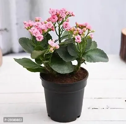 Kalanchoe Plant  Kalonchoe Xpagoda point01-thumb0