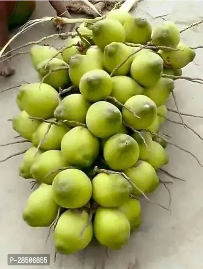 Coconut Plant  Padmavatigarden coconut Plant-thumb0