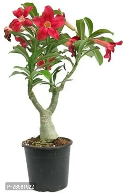 Earth Angels Anthurium Plant Adenium Flower Plant Plant-thumb0