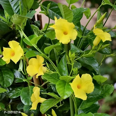 Natural Live Plant for Home Garden-thumb2