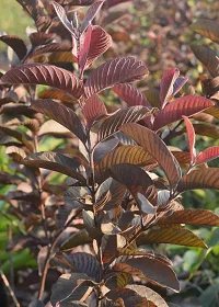 Guava Plant  Red Guava Plant  02-thumb1