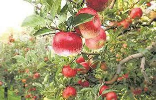 Apple Plant  HRMN 99 Apple Plant   Hot climate Variety-thumb1