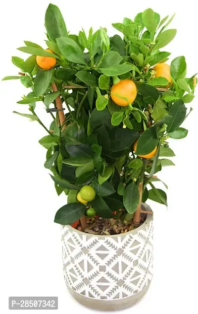 Orange Plant  OFO01