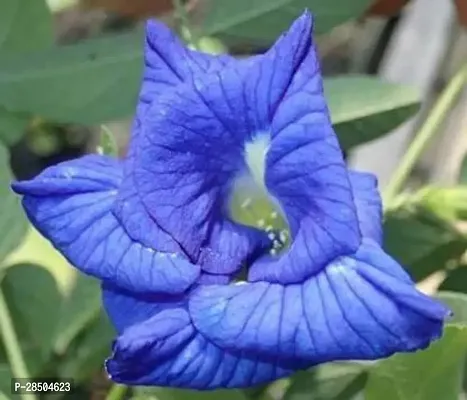 Aparajita Butterfly Pea Plant  BUTTERFLY PEA Plant-thumb0