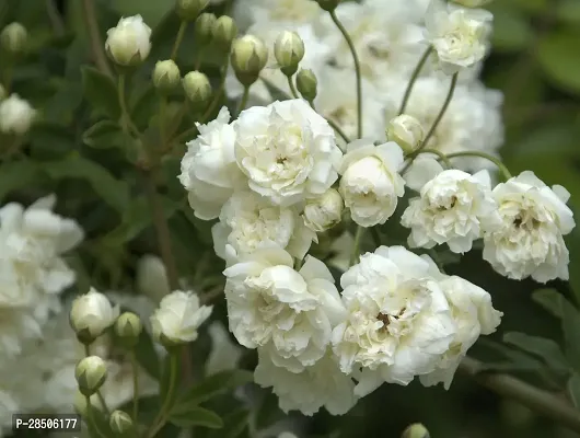 Rose Plant  White Rose Hajari Rose Plant-thumb0