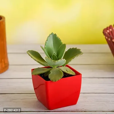 Natural Live Plant for Home Garden-thumb0