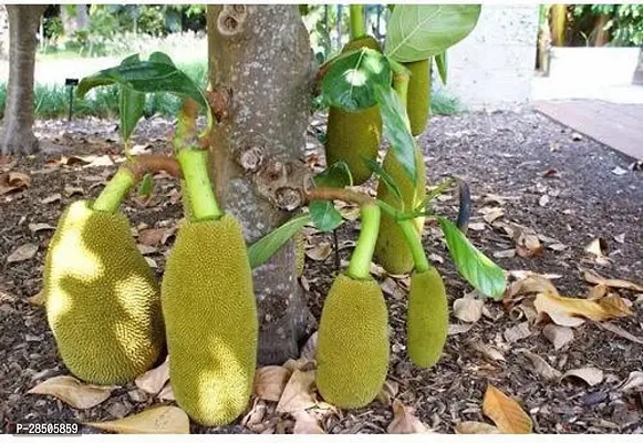 Jack Fruit Plant  Jackfruit KATHAL 97-thumb0