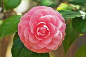 ZZ Plant  Camellia Flower Plant  06-thumb1