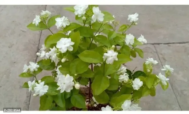 Natural Live Plant for Home Garden-thumb0