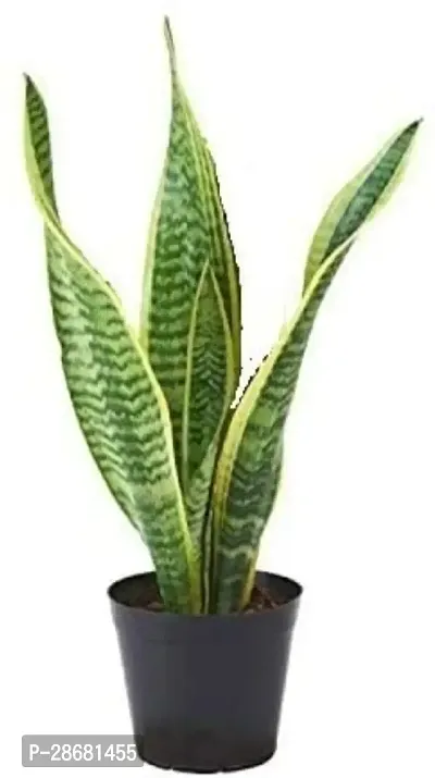 Earth Angels Snake Plant Long leaves green snake plant-thumb0