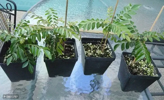 Natural Live Plant for Home Garden-thumb0