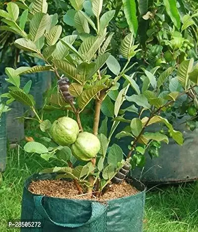 Guava Plant  Saraswati Gardens Hybrid Rare Grafted Fruit  Dwarf Guava  psidium guajava  1 Healthy Live Plant  With Plastic Bag-thumb0