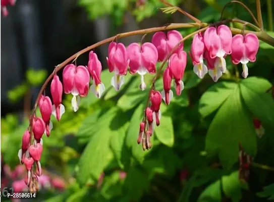 Hoya Collina Plant  bleeding heart Plant-thumb0