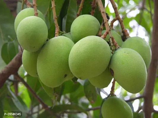 Mango Plant  Badami Mango Fruit Live Plant-thumb0