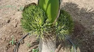 Natural Live Plant for Home Garden-thumb1