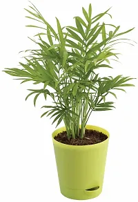 Natural Live Plant for Home Garden-thumb1