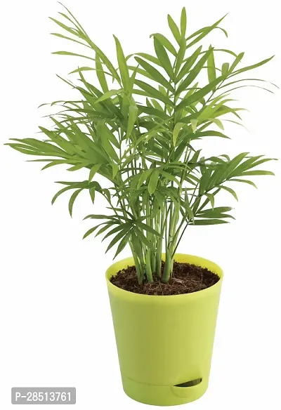 Natural Live Plant for Home Garden-thumb2